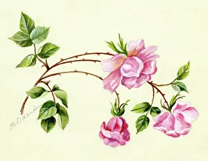 Ockenden: Pink Roses