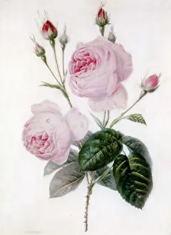 Delarue: Pink Roses