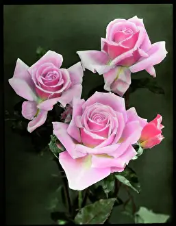 Rosaceae: Three pink roses