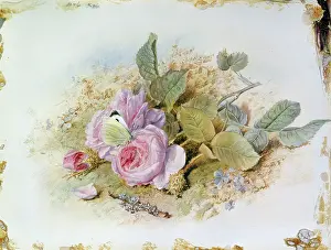 Duffield: Pink Roses with Butterfly