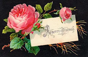 Rosebuds: Pink roses on a Christmas card