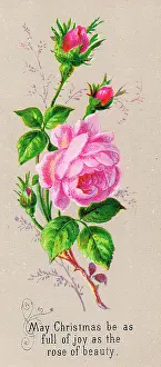 Rosebud: Pink roses on a Christmas card