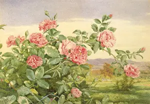 Sympathy: Pink Roses with Landscape