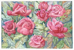 Rutherford: Pink roses with leaves