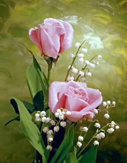 Daglish: Pink Roses and Lily of the Valley