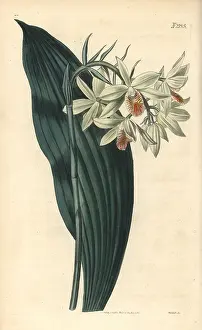 Terrestre: Pink shepherd's crook orchid, Geodorum terrestre