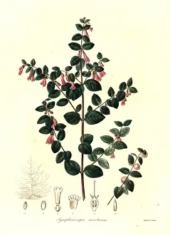 Montanus: Pink snowberry, Symphoricarpos microphyllus