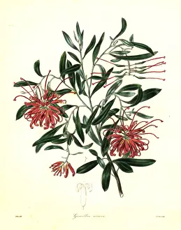 Sericea: Pink spider flower or silky grevillea, Grevillea sericea