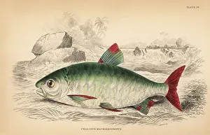 Schomburgk: Pink-tailed chalceus, Chalceus macrolepidotus