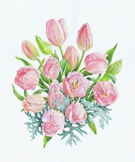 Bordewich: Pink Tulips