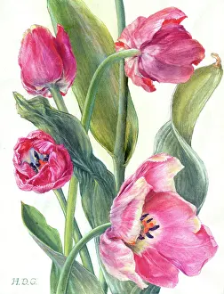 Garside: Pink Tulips