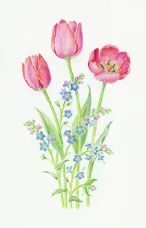 Bertha: Pink Tulips and Forget-me-nots