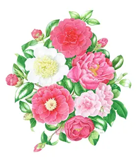Glossy: Pink and White Camellias