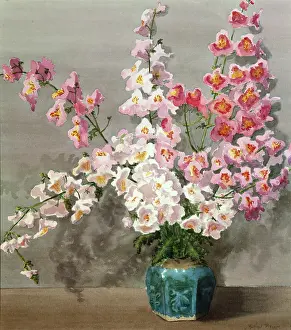 Lavatera: Pink and White Lavatera in a Blue Pot