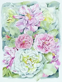 Peonies: Pink and White Peonies and Roses