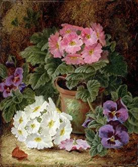 Primulas: Pink and White Primulas with Pansies