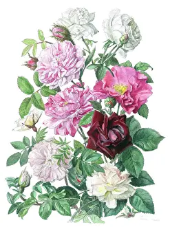 Maclagan: Pink, white, red and peach roses