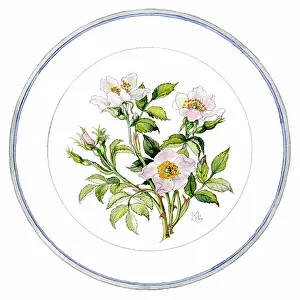 Gillies: Pink wild roses in a circular border