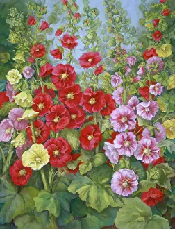 Hollyhocks: Pink, Yellow and Red Hollyhocks