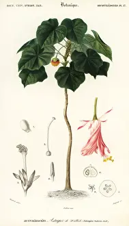 Louis Joseph Edouard Maubert: Pinkball, Dombeya wallichii
