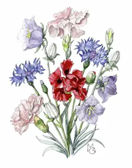 Cornflowers: Pinks, cornflowers and campanulas