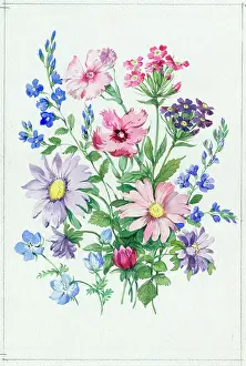 Pinks: Pinks, veronica, flax, asters etc