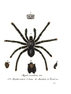 Hahn: Pinktoe Tarantula