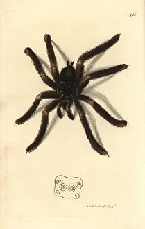 Tarantula: Pinktoe tarantula, Avicularia metallica