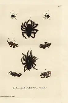 Tarantula: Pinktoe tarantula, tarantula wolf spiders