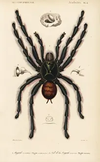 Corbie: Pinktoe tarantula and trapdoor spider nest