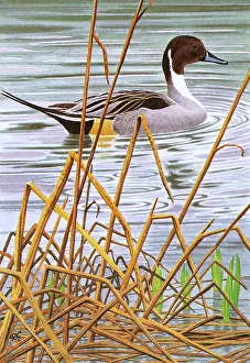 Swims: Pintail