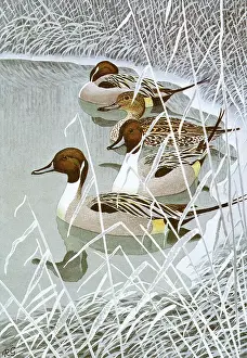Swims: Pintail