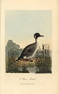 Pintail: Pintail, Anas acuta