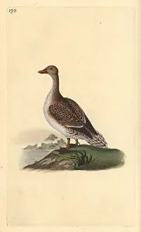 Pintail: Pintail, Anas acuta, female