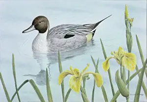 Turvey: Pintail Duck