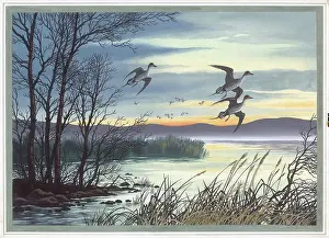 Pintail: Pintail ducks in flight