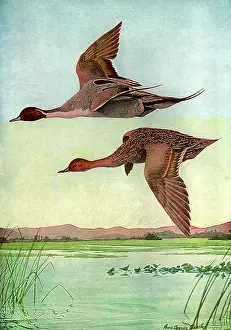Adjacent: Pintail in Flight