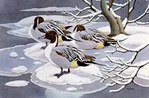 Pintail: Pintails ? three ducks in snow