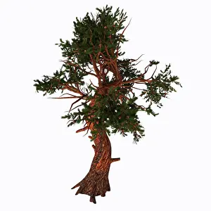 Evergreen: Pinus aristata tree on white background