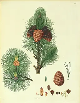 1803: Pinus cembra, Arolla pine