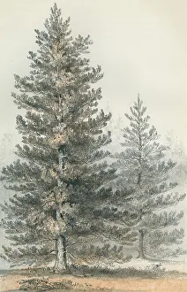 Suited: PINUS CONTORTA