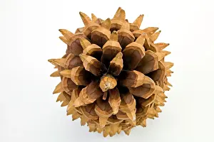 Pinus: Pinus coulteri, big-cone pine