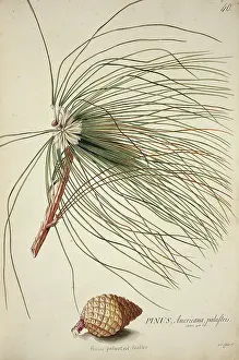 Pinus: Pinus palustris Miller, long-leaf pine
