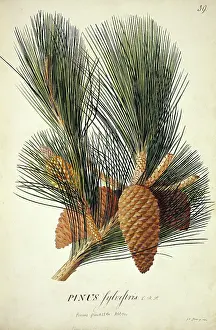 Pinus: Pinus pinaster Aiton, cluster pine