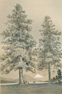 Ponderosa: PINUS PONDEROSA