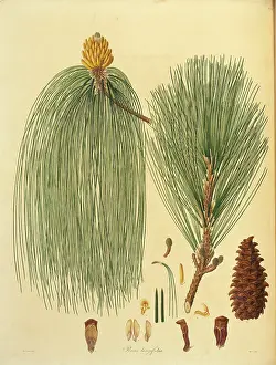1803: Pinus roxsburghii, Chin pine