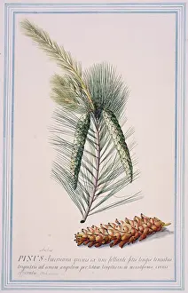 Pinus: Pinus strobus L. Weymouth pine