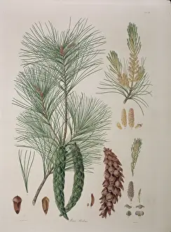 Pinus: Pinus strobus L. Weymouth or white pine
