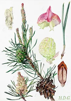 Sylvestris: Pinus sylvestris