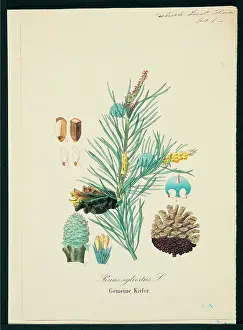 Pinus: Pinus sylvestris, scots pine